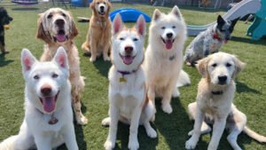 Custom-K9 Dog Training & Boarding