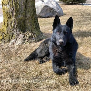Command Control Protection Dogs