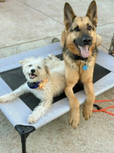 Shades Of Blu Dog Training INC CA