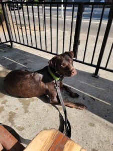 All About Dog Obedience