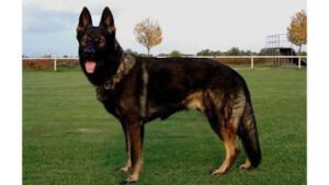 German Dog Training Center