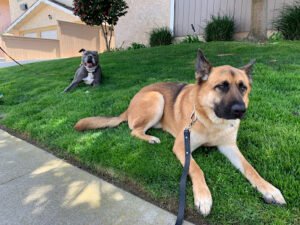 Love Ur K9 Training