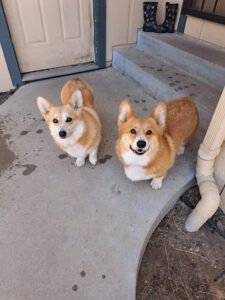 The K9 Approach