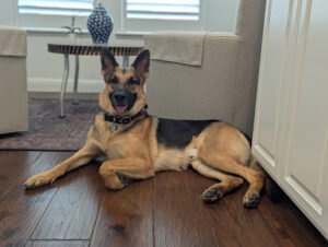 Dog Training For Owners