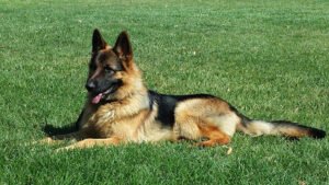 Big Basin Dog Training
