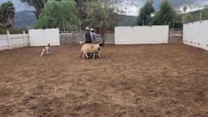 Action K9 Sports