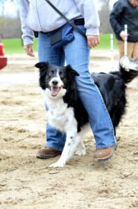 Complete Obedience Dog Training