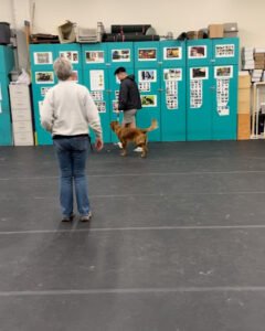 San Lorenzo Dog Training Club