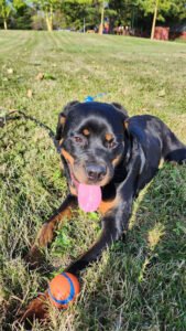 Bay Area Family K-9 Training LLC