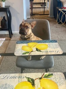 Diablo K9 Academy