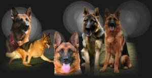 Kempkes Executive K9 Wüstenberger-Land