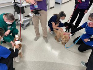 Inland Empire Therapy Dogs