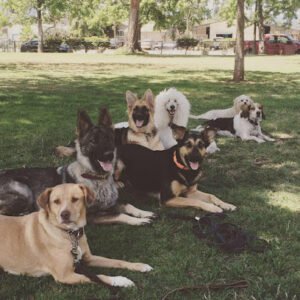 Lori Hamilton’s Dog Training