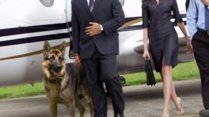 Full Contact K9