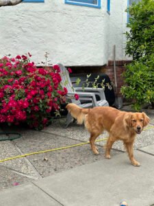 San Mateo Dog Training Club