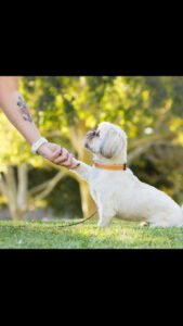 Animal Manners