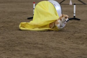 Stars & Stripes Agility Training Center