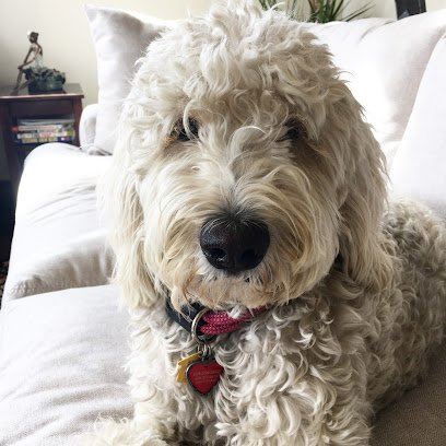 Vail Dog Training LLC
