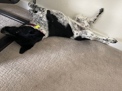 ObstinateK9