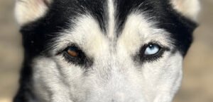 Brilliant Pup Behavior