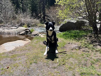 Cosmic Dog Training