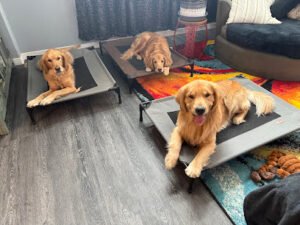 Peak K-9 Dog Training