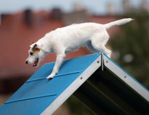 Beyond Elevation K9 Training