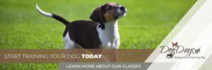 Dog Days Training Center