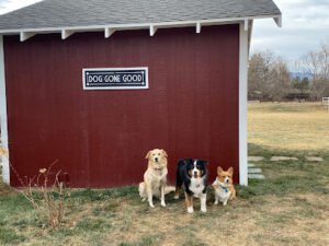 Dog Gone Good Training LLC