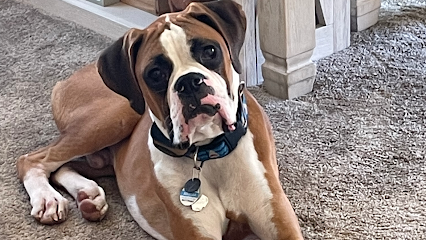Sit Means Sit Dog Training