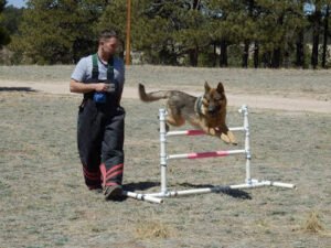 Apex German Shepherd Dog