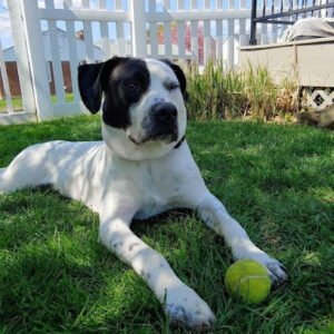 Clark’s Companion Dog Training LLC