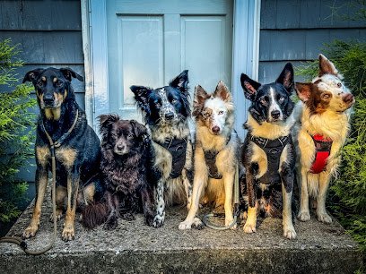 Canis Mountain Dog Training