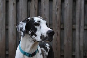 Canine Counterparts