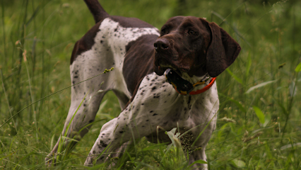 V3 Gun Dogs & Canine Academy
