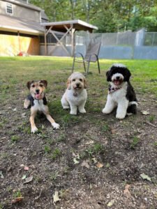 Katalyst Kennels