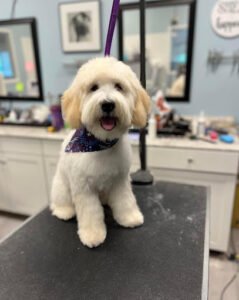 Pet Degree Dog Training Center