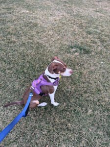 Puptagon