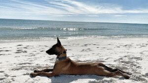 Off Leash K9 Training Emerald Coast