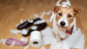 1 Refined K9 Dog Training