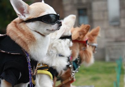 Dog Training Naturally