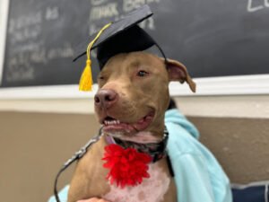 Pet Peeves Dog Training