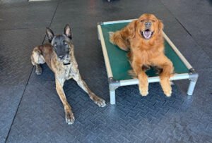 Emerald Shores K9 Training