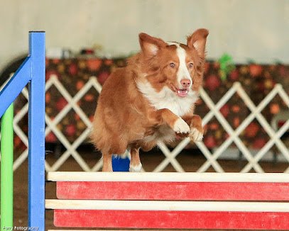 ToonTowne Amazing Dog Academy