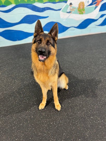 Smart Paws Resort and Training