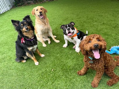 Canine University, LLC