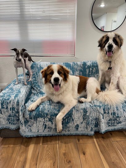 The Bark Stop‚Ñ¢Ô∏è Force Free, Reward Based Puppy & Dog Training