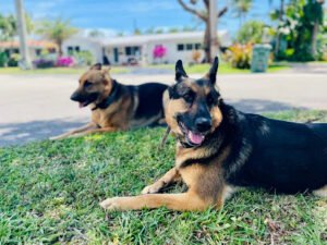 Advanced K9 Academy