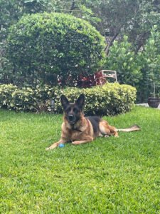 Global Outpost K9