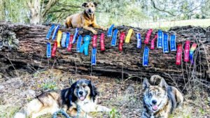 Dog’s Play